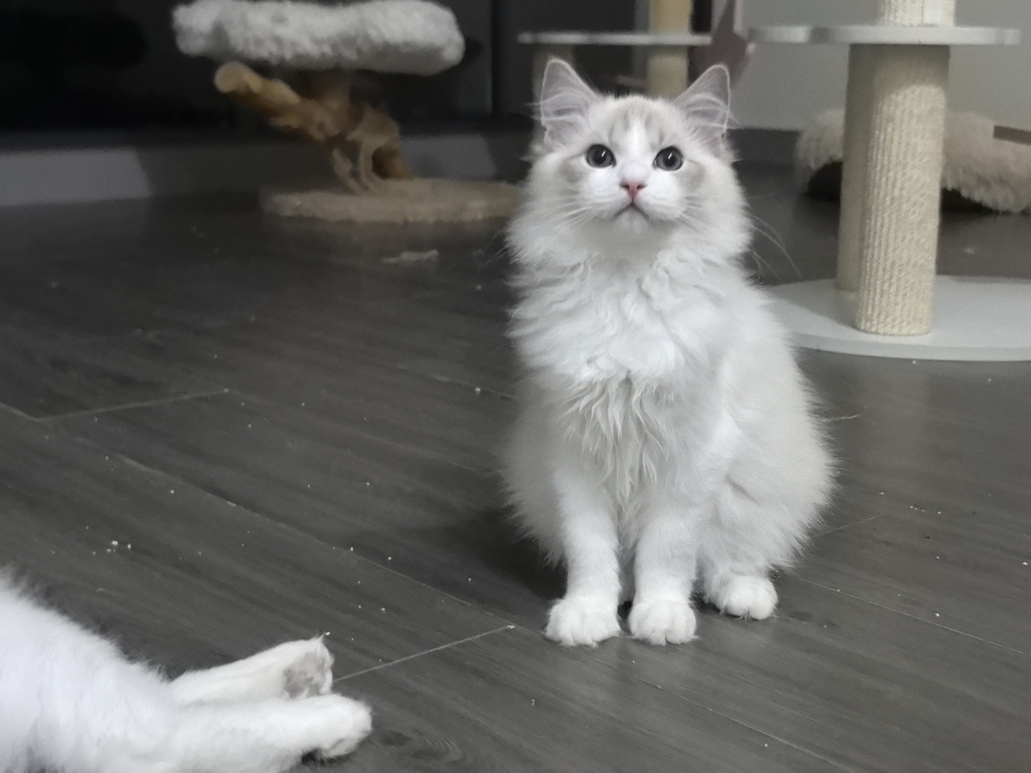布偶猫